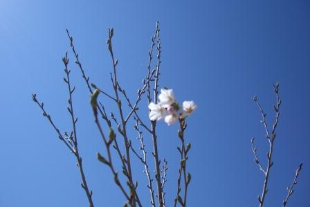 CIMG3470桜(HP).jpg